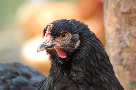 The hen comb domestic fowl