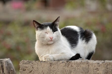 Pet feline kitten photo