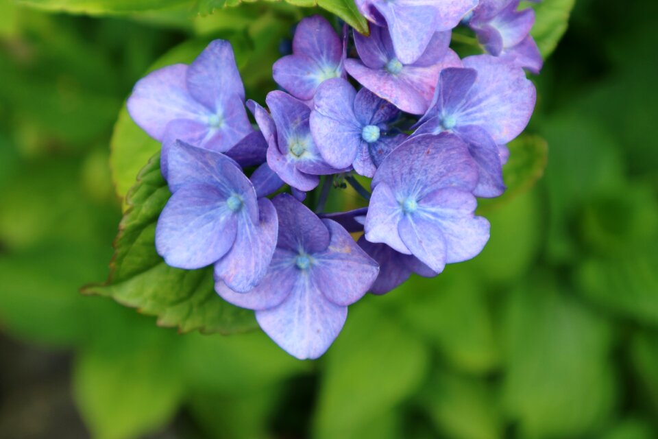 Bloom purple flower plant