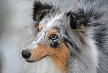 Eyes color blue merle shetland sheepdog