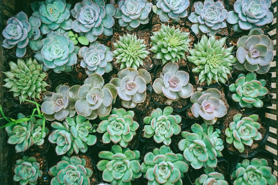 Plants garden pot