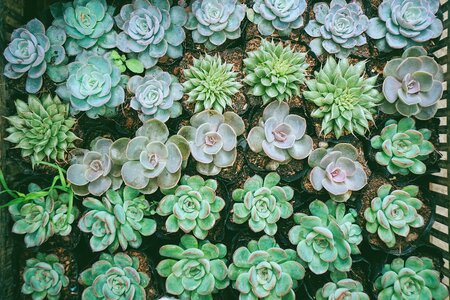Plants garden pot