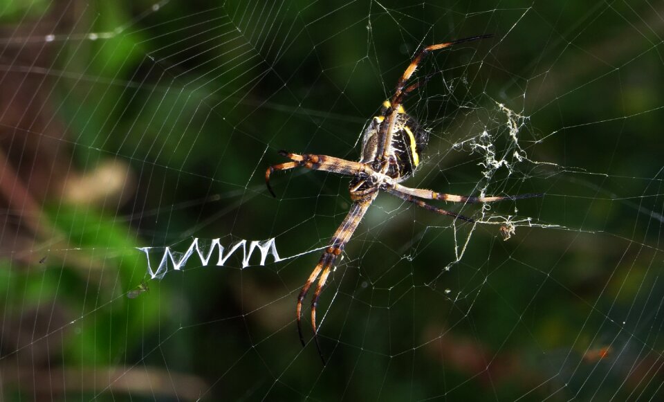 Outdoors arachnid colombia