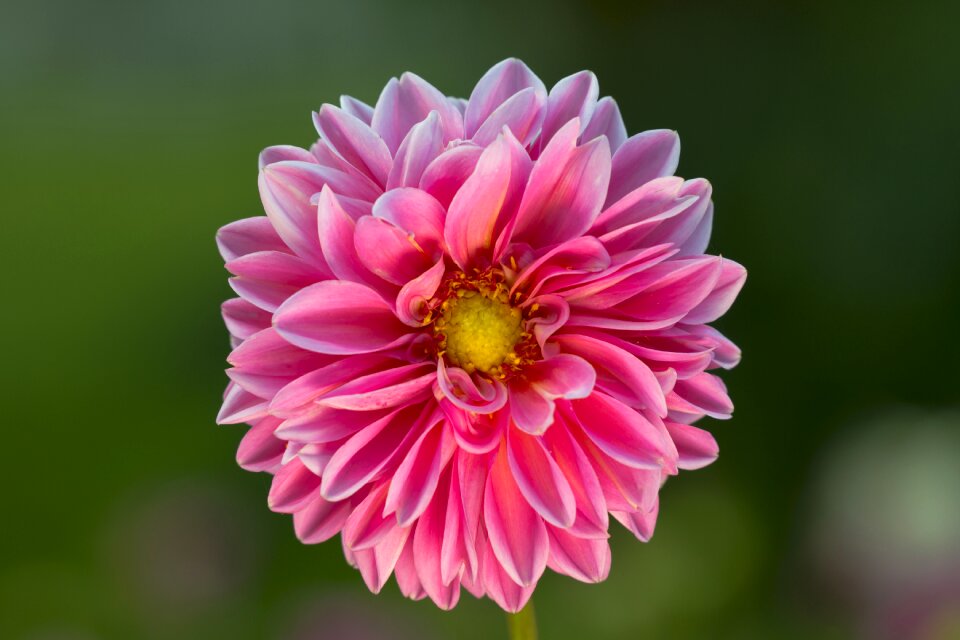 Flower dahlia garden dahlia flower
