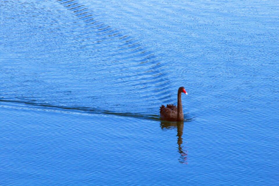 Blue black swan nature