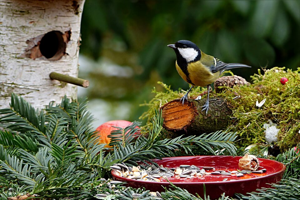 Parus major songbird foraging
