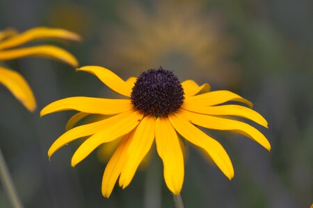 Flower blossom bloom photo