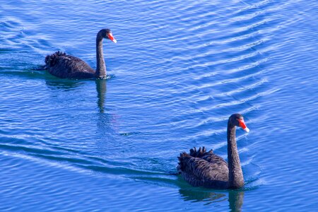 Ocean black swan water photo