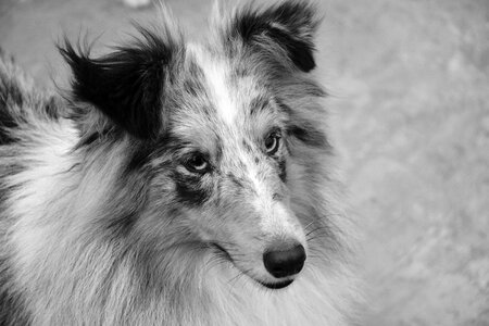 Photo black white domestic animal portrait