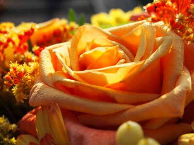 Give bouquet petal