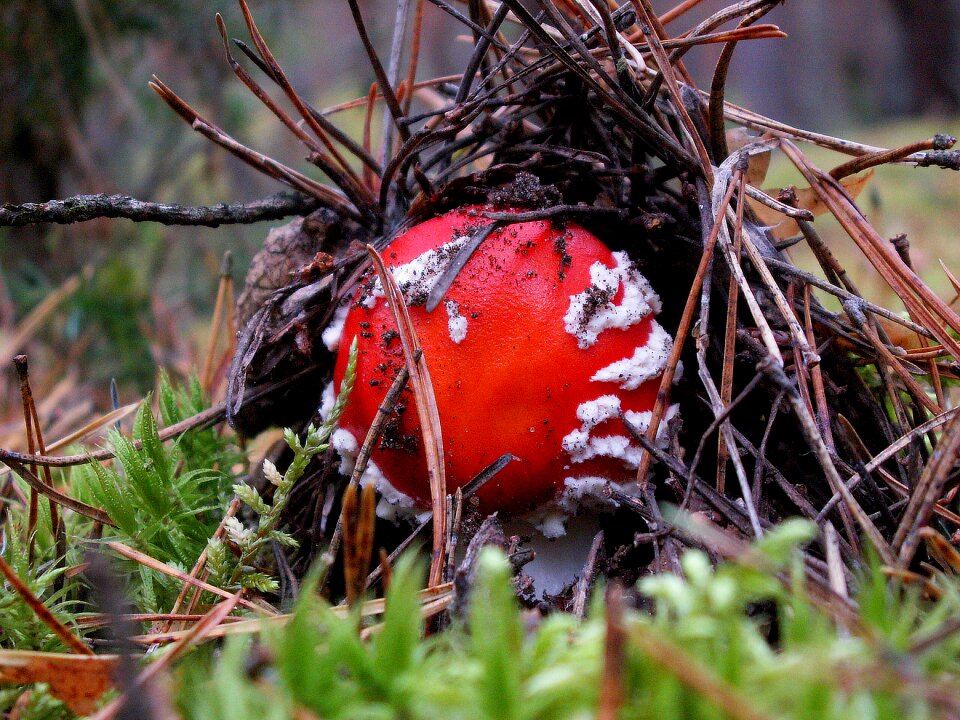 At the court of mushroom amanita