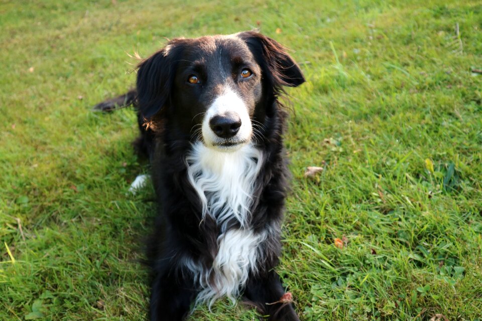 Purebred dog collie border