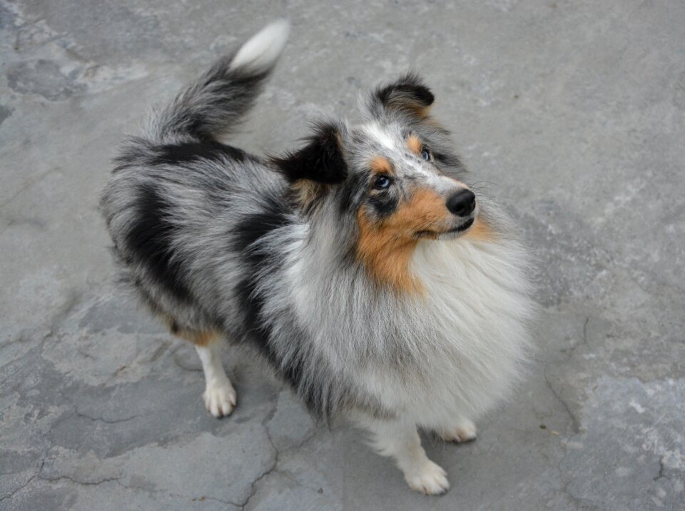Standing doggie cute