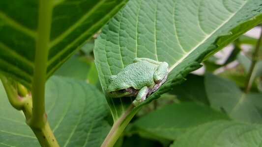Amphibian leaf stem photo