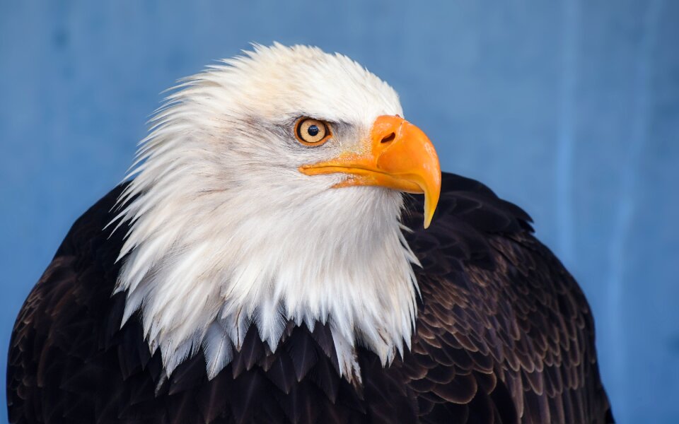 Raptor bird animal