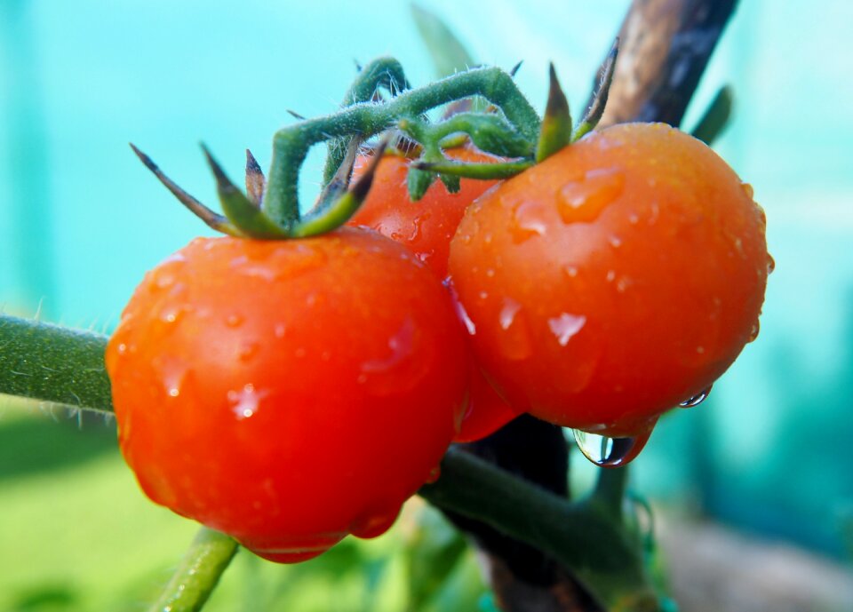Garden tasty vegetable garden