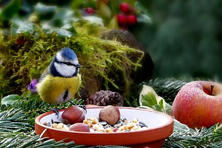 Blue tit cyanistes caeruleus songbird