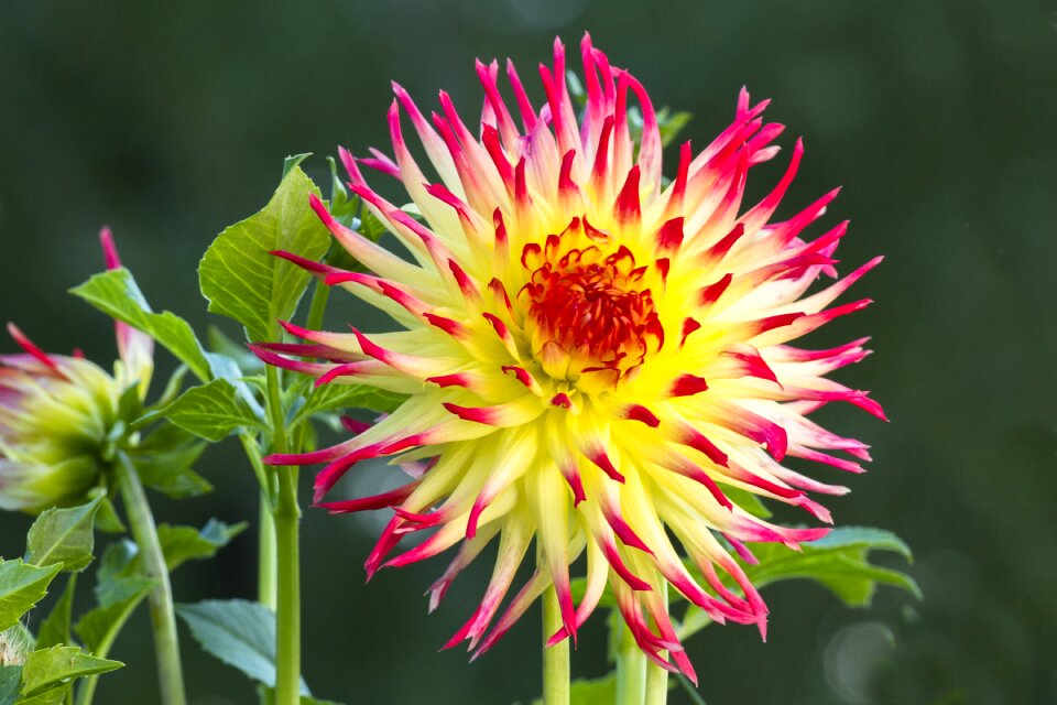 Flower dahlia garden dahlia flower