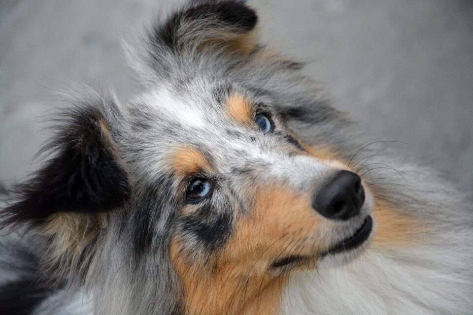 Blue eyes brown domestic animal portrait