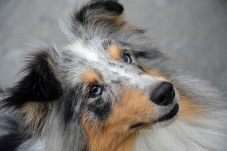 Blue eyes brown domestic animal portrait
