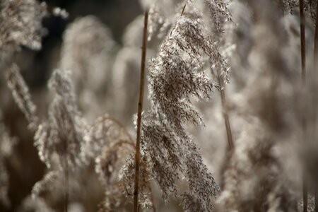 Nature frozen reed photo