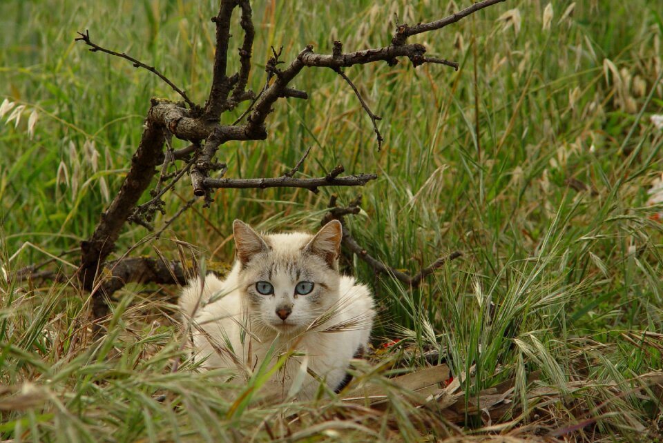 Cat eyes cute