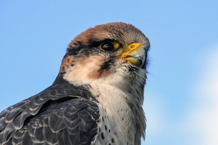 Bird animal sky photo