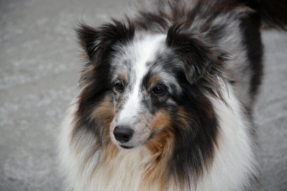 Shetland sheepdog color blue merle brown eyes