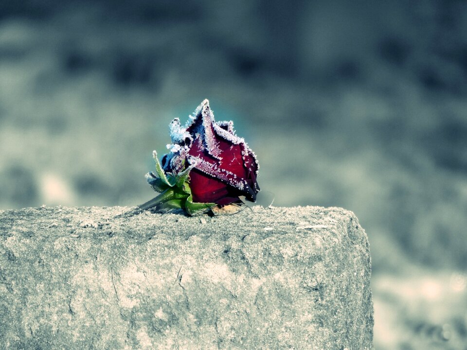 Ice cemetery nature