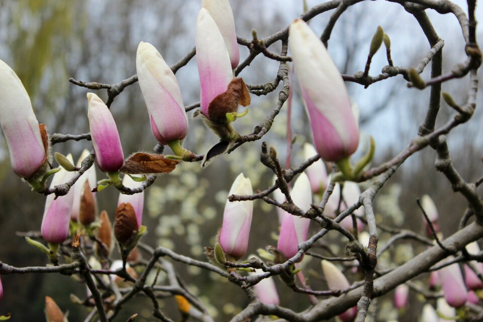 White flower tree