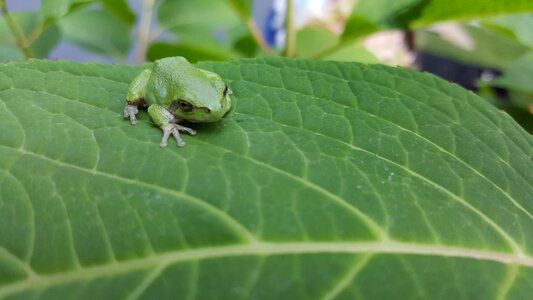 Amphibian vertebrae leaf