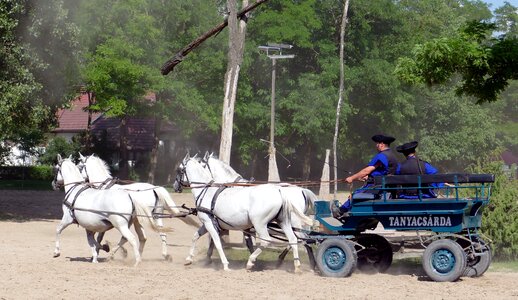 Farm livestock coach photo