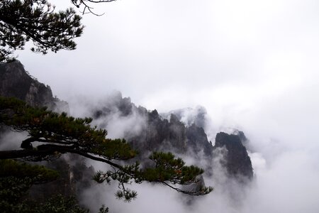 Pine tree chinese painting cloud sea