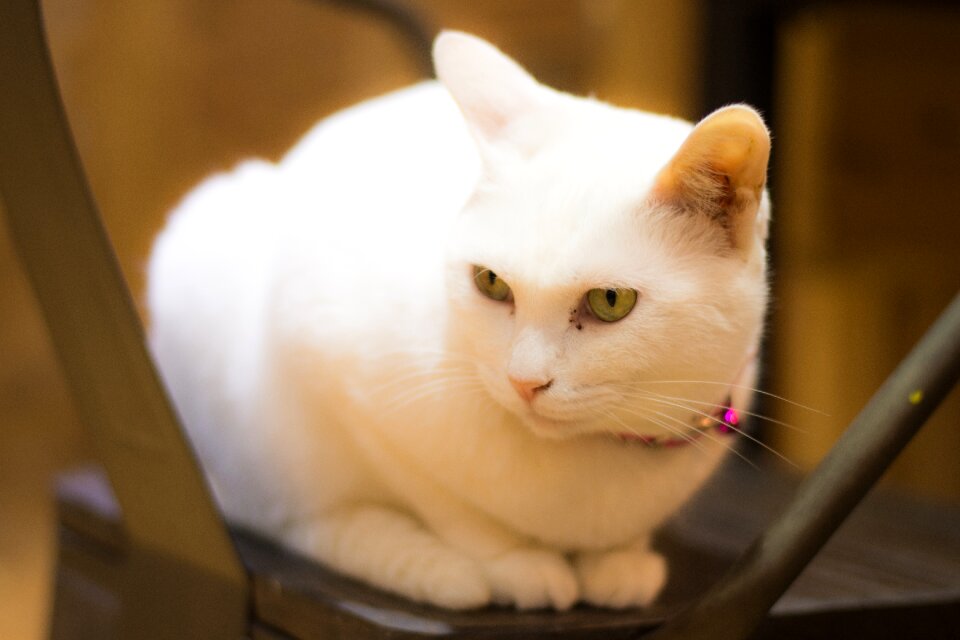 Cat pets portrait
