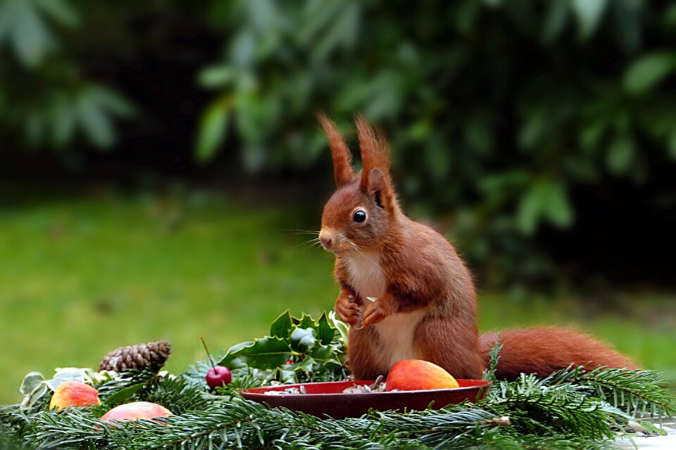Squirrel sciurus vulgaris cute