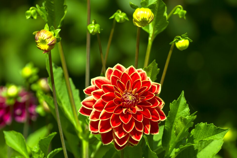 Flower dahlia garden dahlia flower