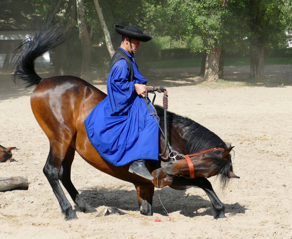 Farm livestock reiter