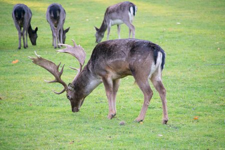 Park nature fallow deer photo