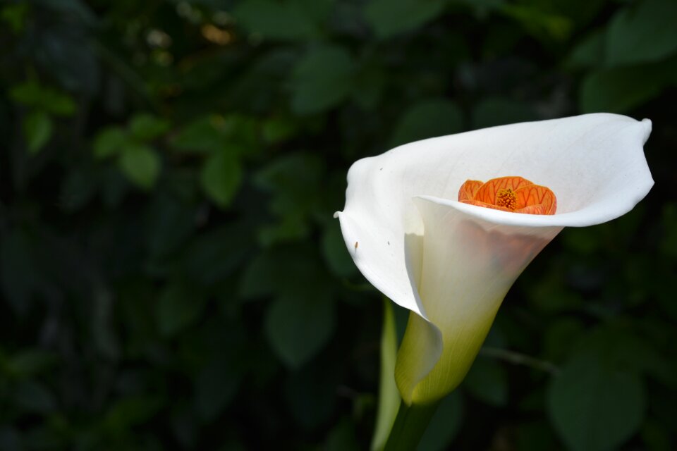 Nature flora garden