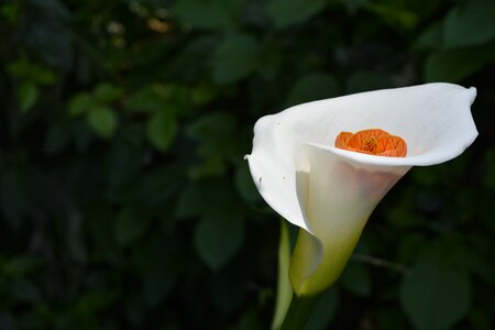 Nature flora garden