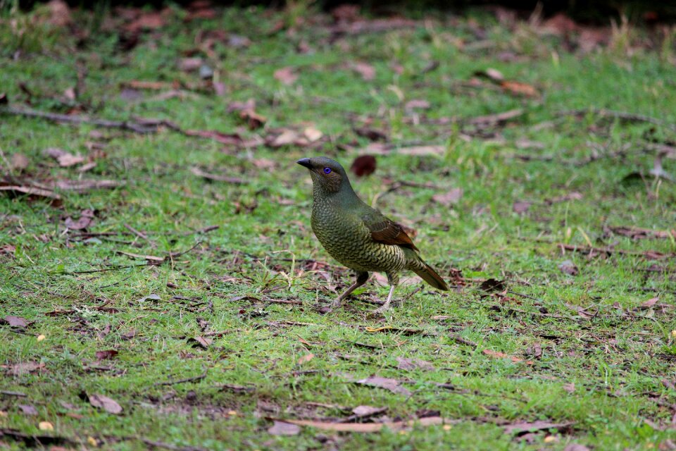 Female juvenile green