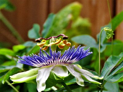 Complex passion flower bloom blue and white photo