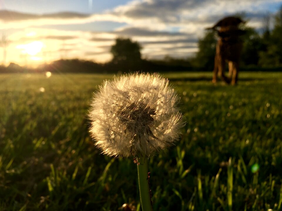 Spring flower meadow