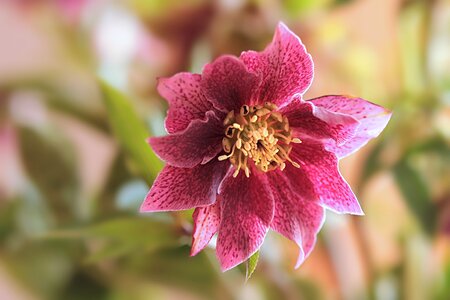 Helleborus pink tender