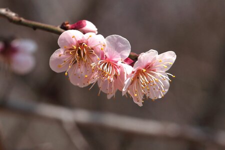 Nature plants plum