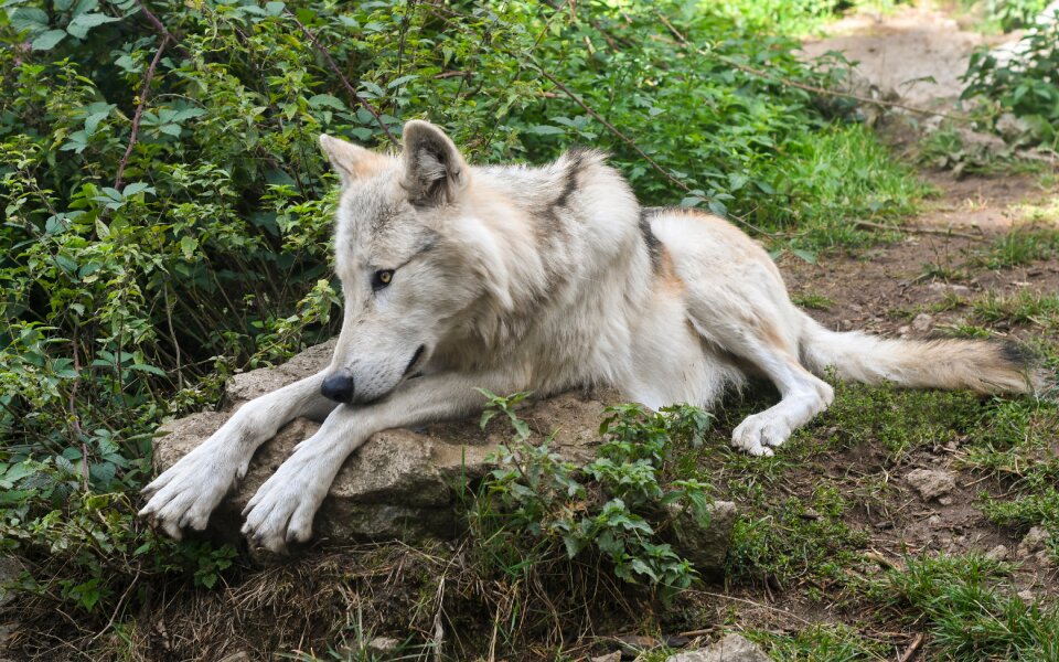 Elongate predator wild animal