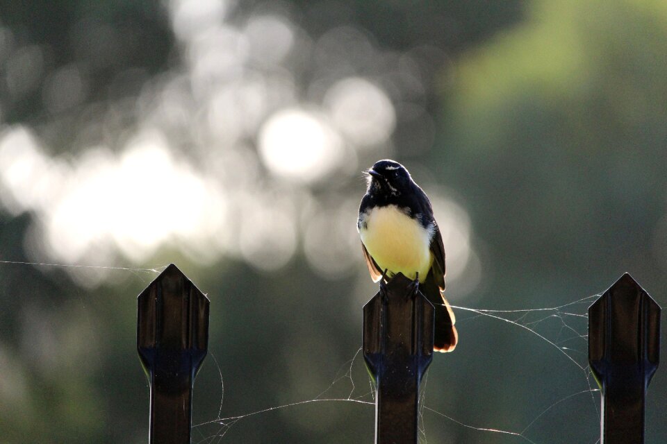 Fence perch perched