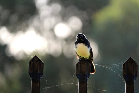 Fence perch perched photo