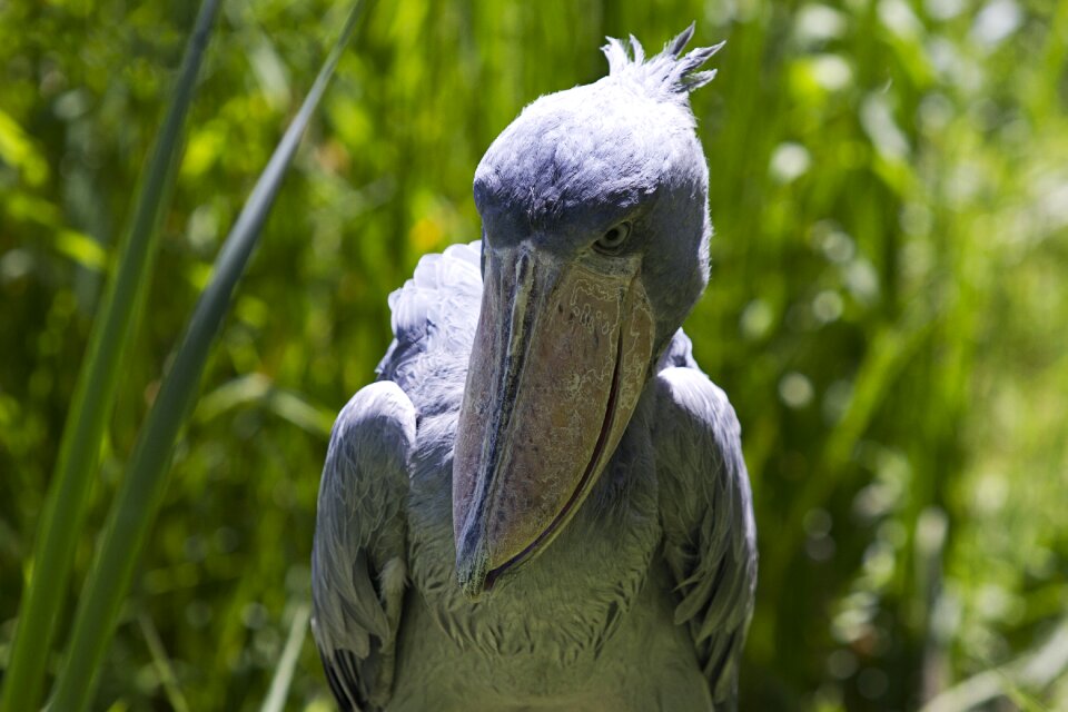 Animal creature big bird