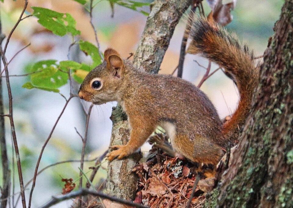 Cute animal tree